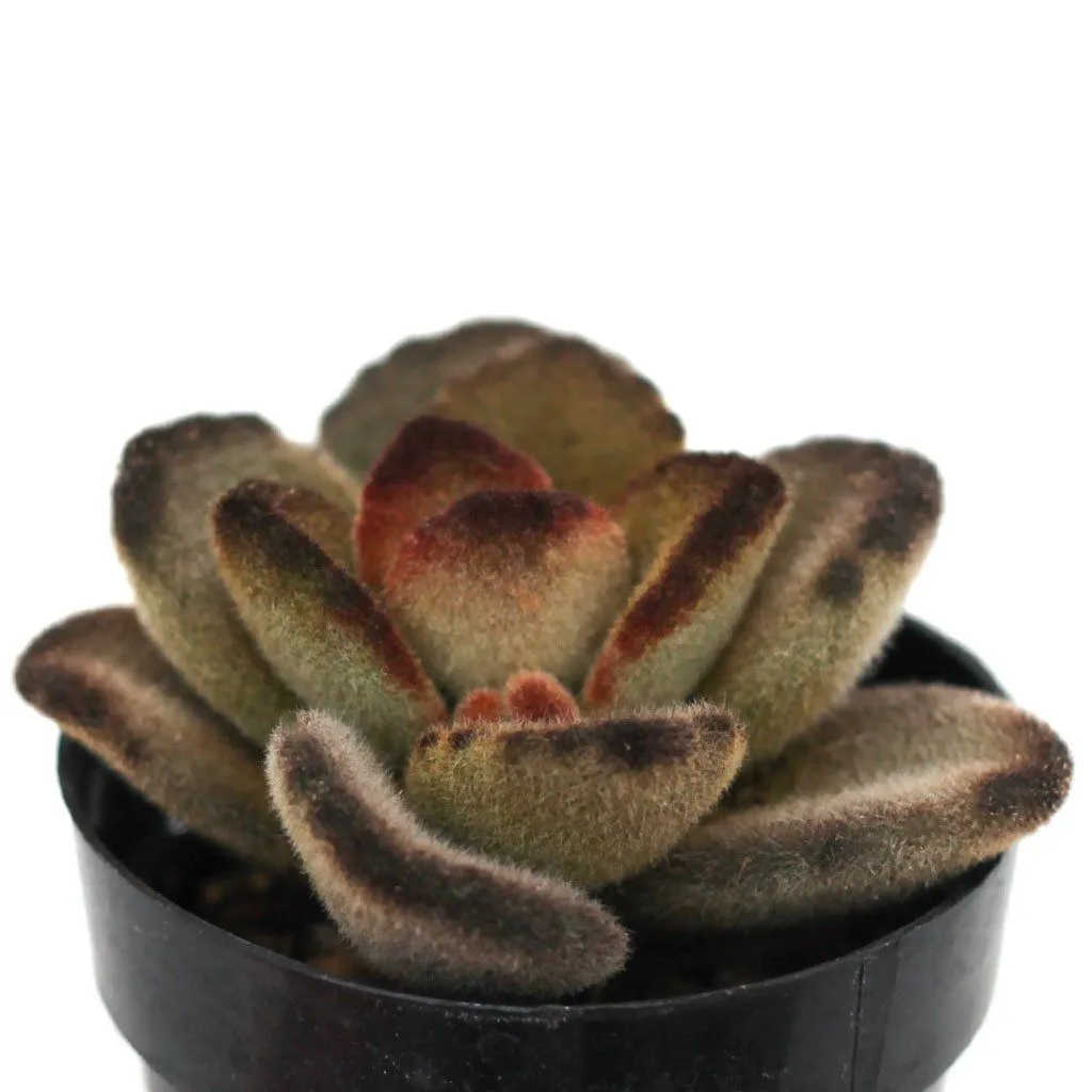 Kalanchoe tomentosa 'Teddy Bear'