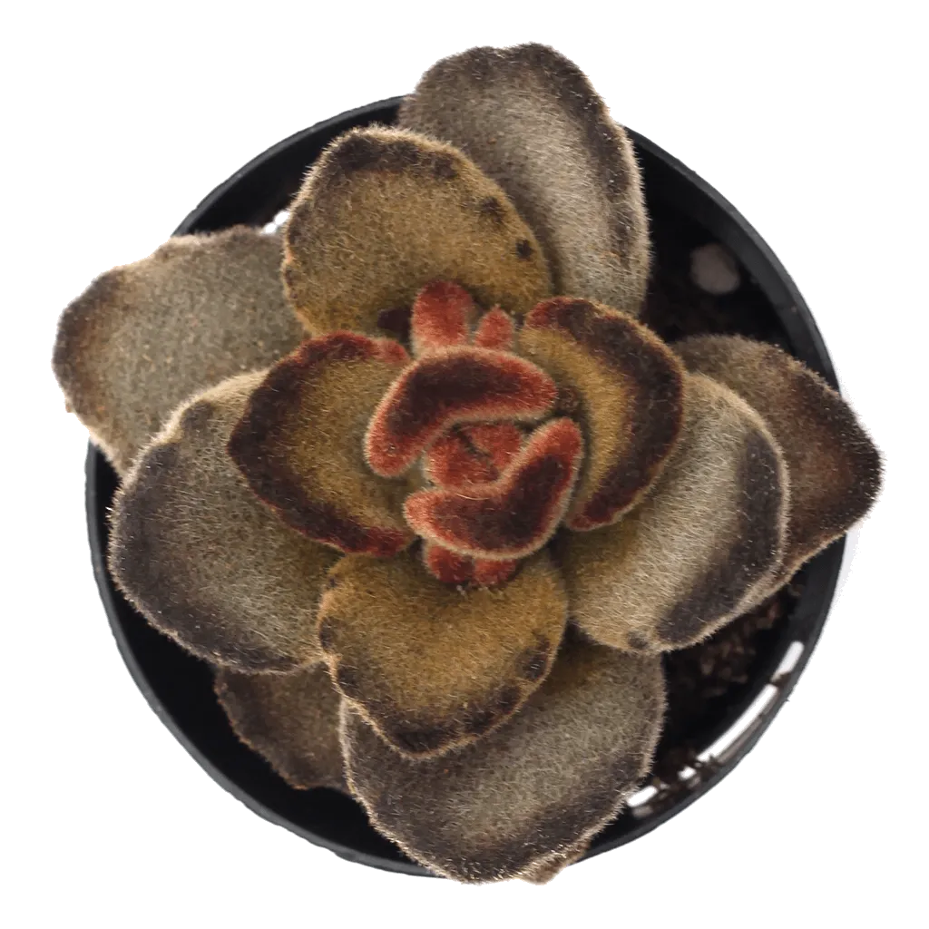 Kalanchoe tomentosa 'Teddy Bear'