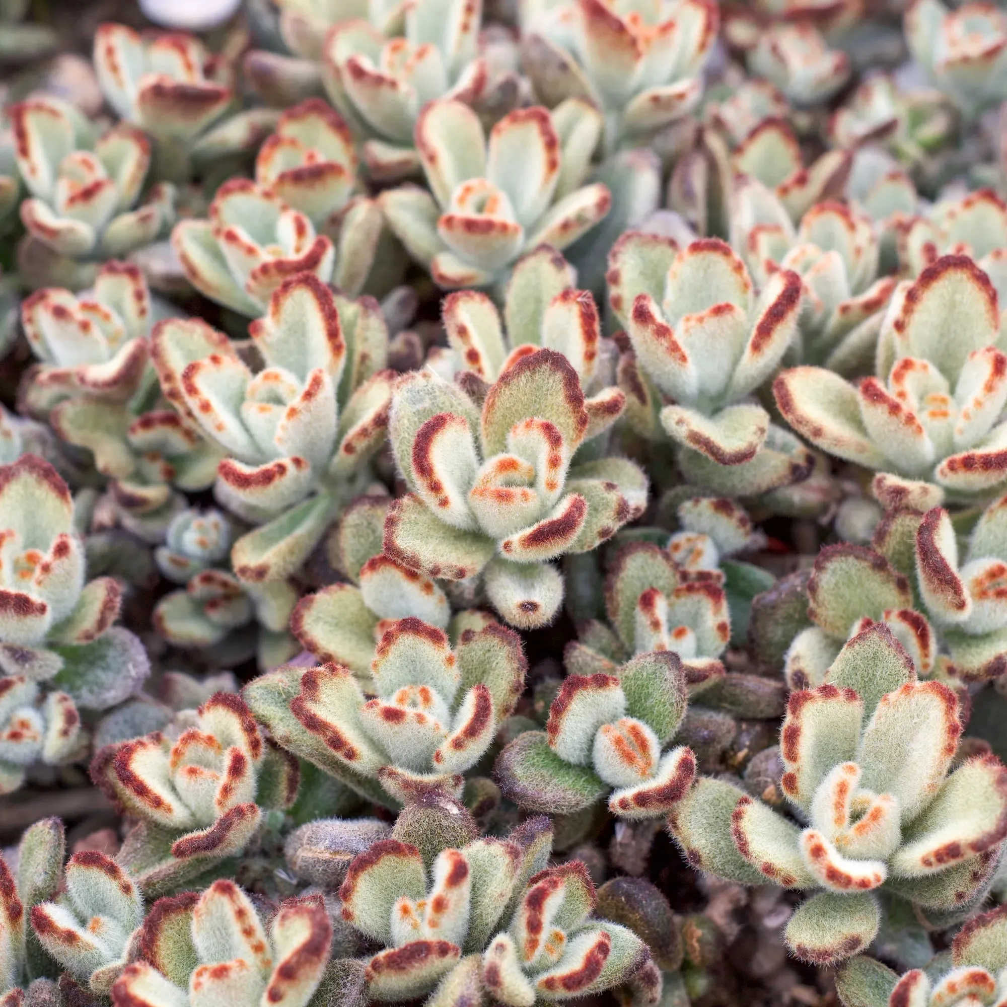 Kalanchoe tomentosa 'Teddy Bear'